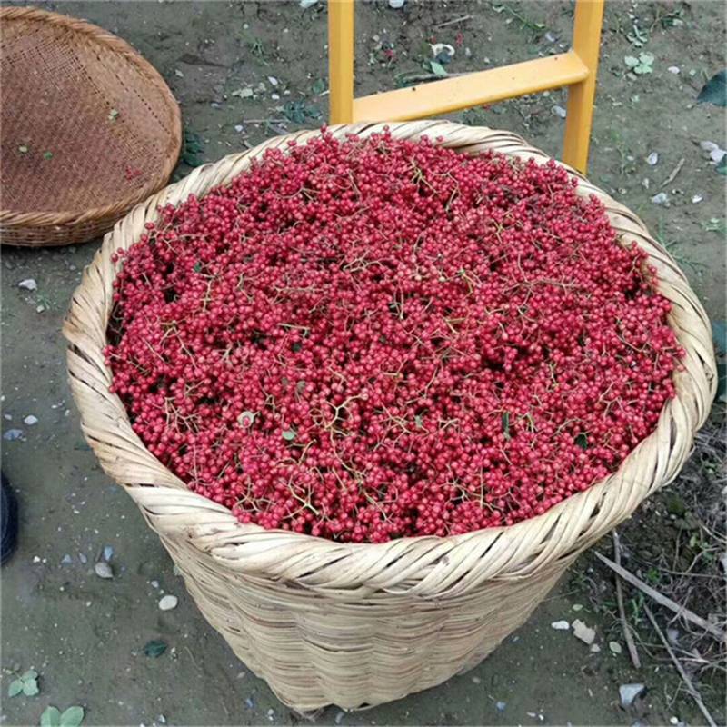 罗芮丽 第3页